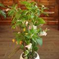 DSC00803.JPG