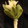 !DSC00780.JPG